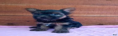 Roxy 
