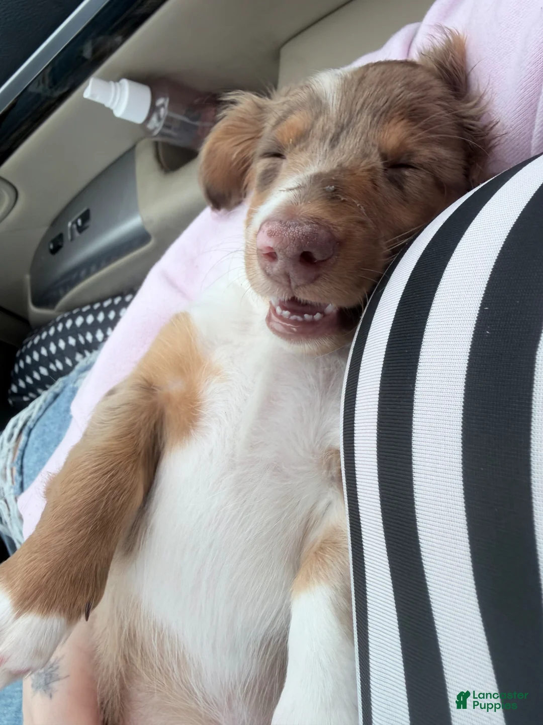 Miniature Dachshund dogs for sale: Miniature Dachshund Puppy 1 - Ad 2