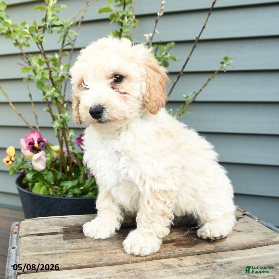 Shihpoo dogs Elvis - Ad 2