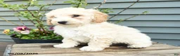 Shihpoo dogs for sale: Elvis - Ad 2
