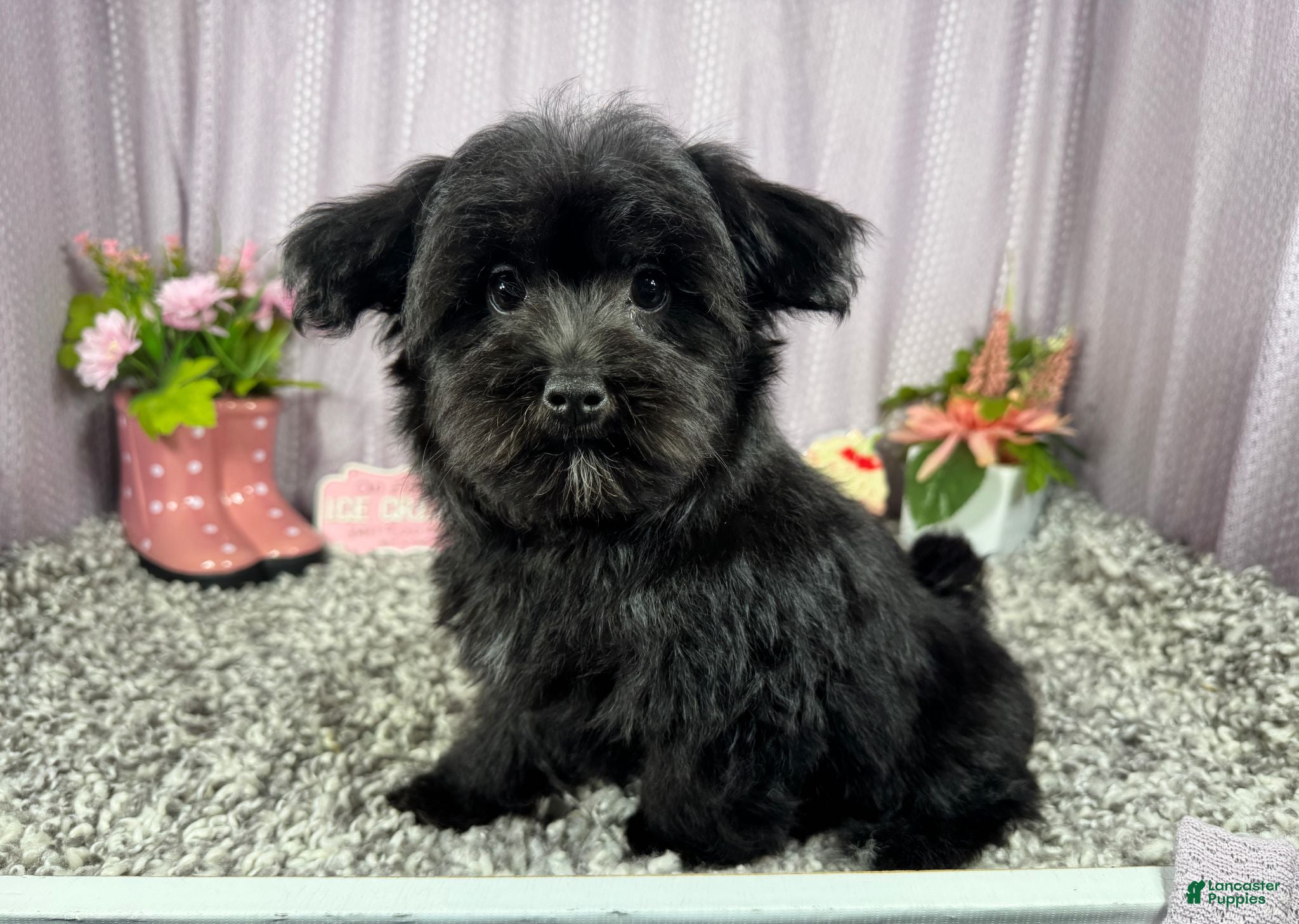 Morkie dogs Morkie 1 - Ad 39