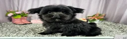 Morkie dogs for sale: Morkie 1 - Ad 1