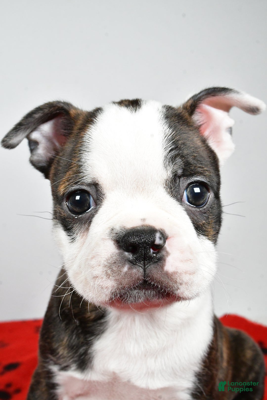 Boston Terrier dogs for sale: Ricky  - Ad 9