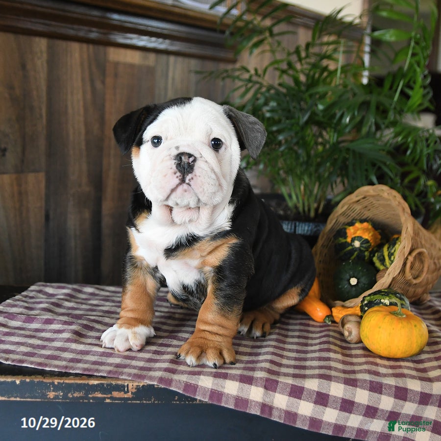 English Bulldog dogs for sale: Wes - Ad 2
