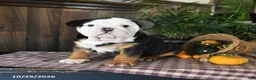 English Bulldog dogs for sale: Wes - Ad 2