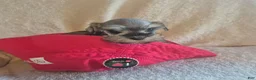 Miniature Schnauzer dogs for sale: Charlie - Ad 2
