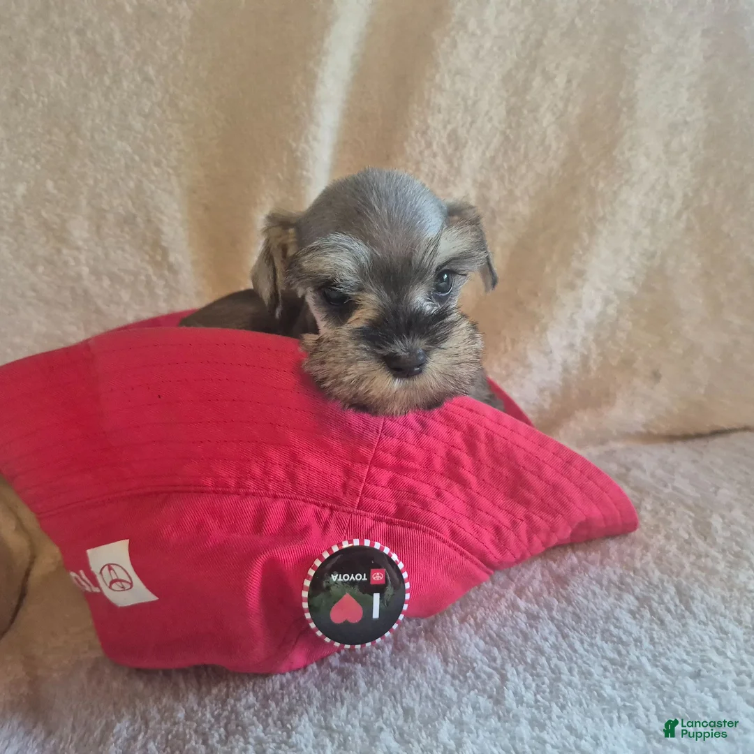 Miniature Schnauzer dogs for sale: Charlie - Ad 2