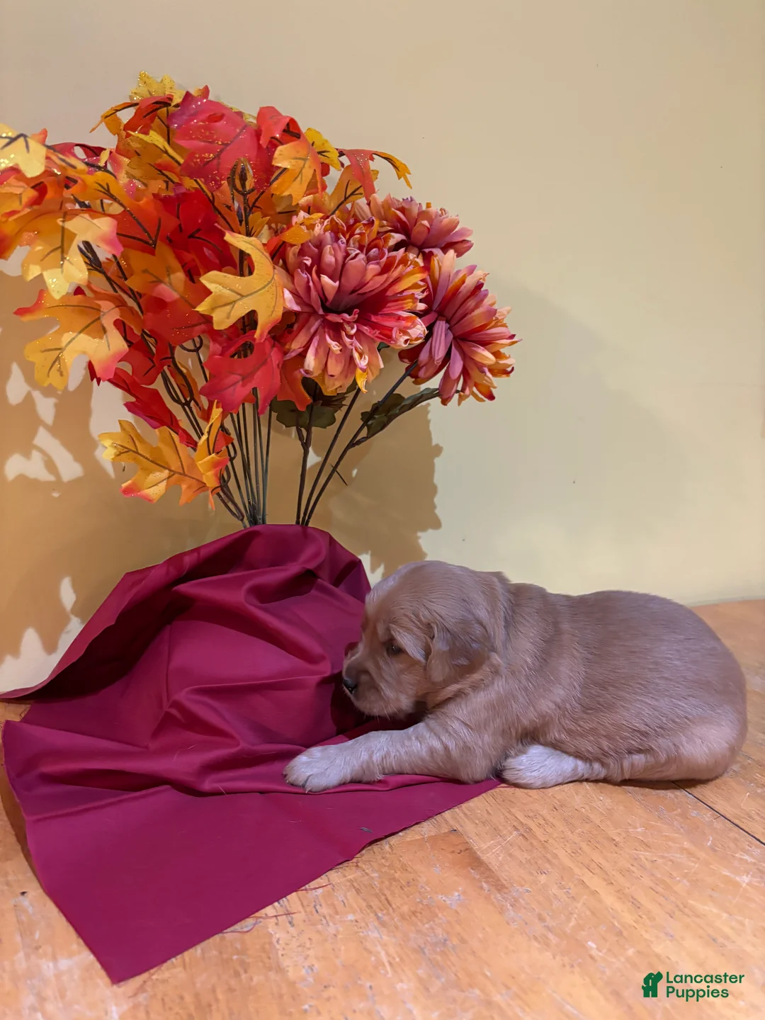 Golden Retriever dogs for sale: Mr Black - Ad 1