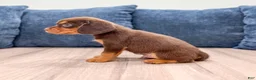 Beaglier dogs for sale: Hawk - Ad 3