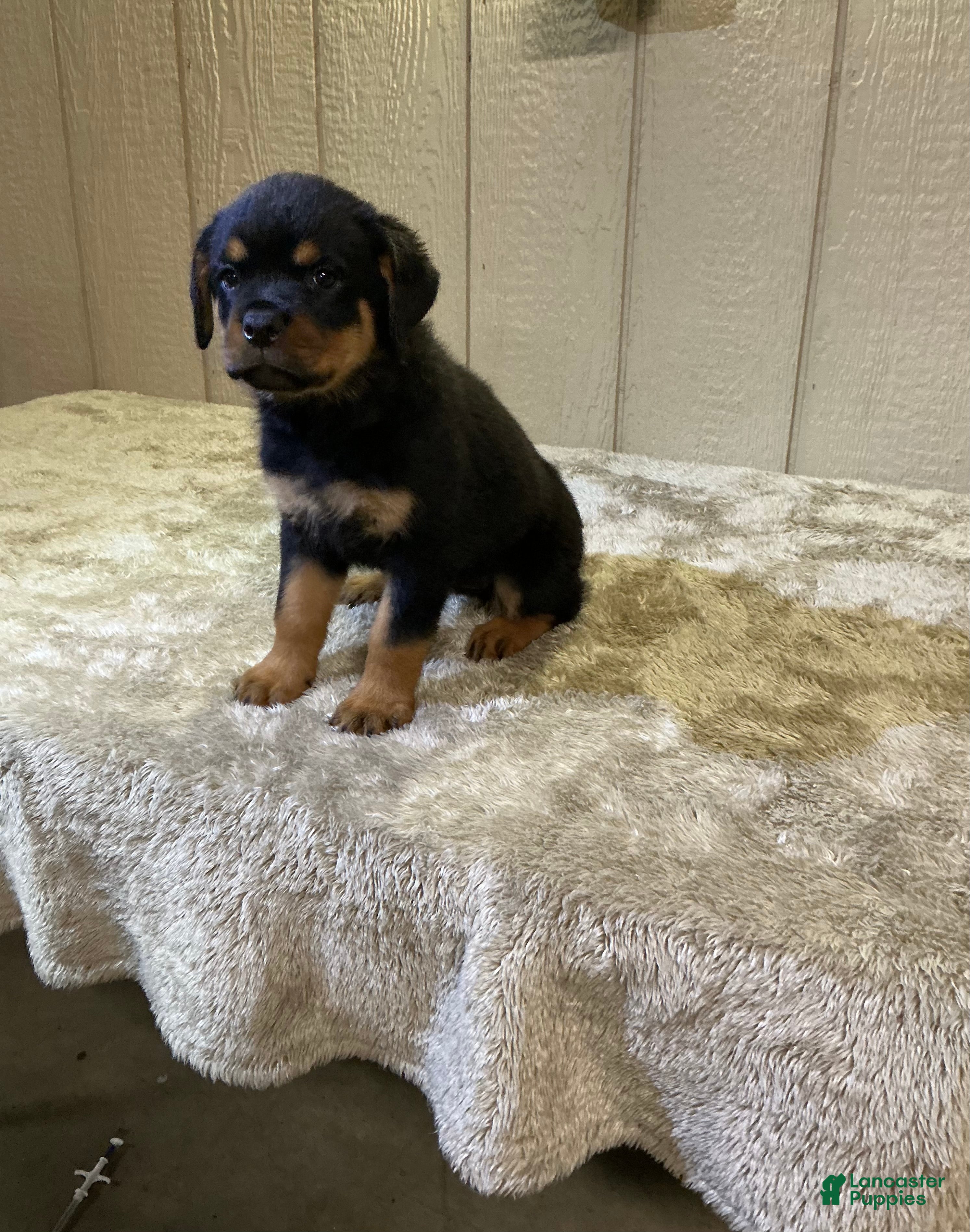 Rottweiler dogs Rottweiler 4 - Ad 1