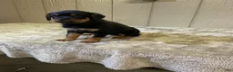Rottweiler dogs for sale: Rottweiler 4 - Ad 1