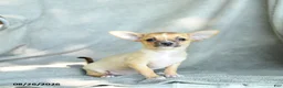 Chihuahua dogs for sale: Jenna - Ad 4
