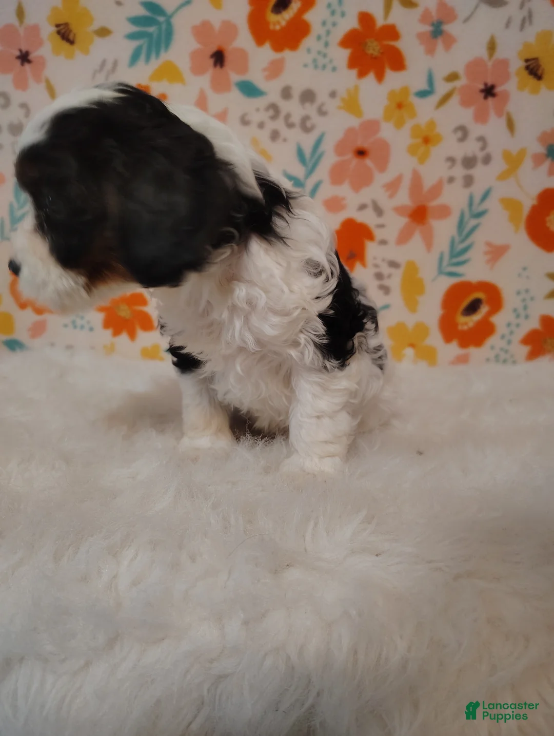Cavapoo dogs for sale: Charles  - Ad 7