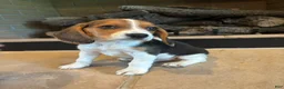 Beagle dogs for sale: Buck - Ad 3