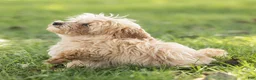 Maltipoo dogs for sale: Nacho Maltipoo Puppy  - Ad 5