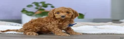 Cockapoo dogs for sale: Luca - Ad 3
