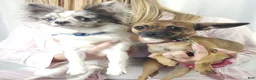 Chihuahua dogs for sale: Chihuahua 1 - Ad 4