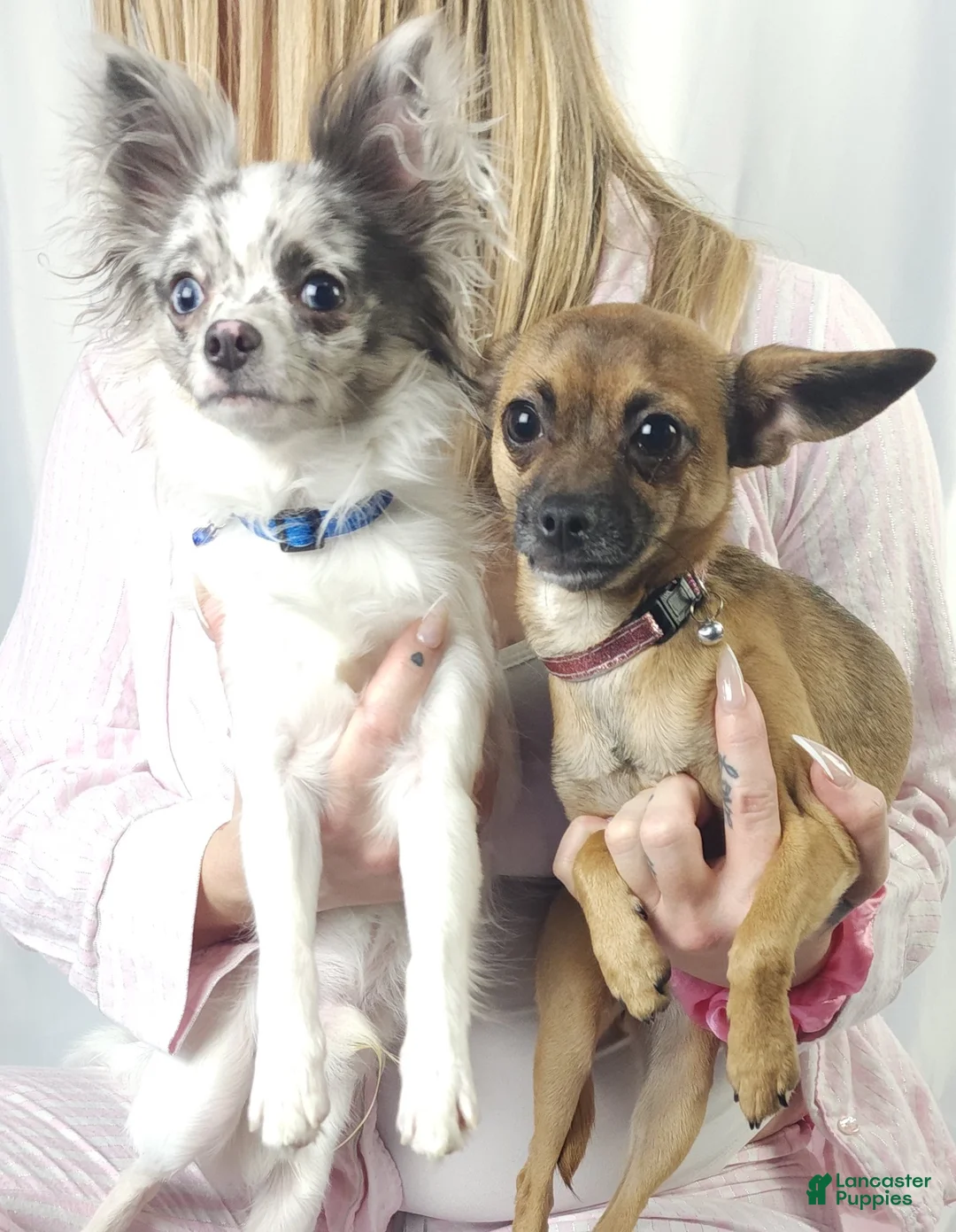 Chihuahua dogs for sale: Chihuahua 1 - Ad 4