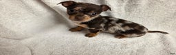 Chihuahua dogs for sale: Chihuahua Puppy 2 - Ad 2