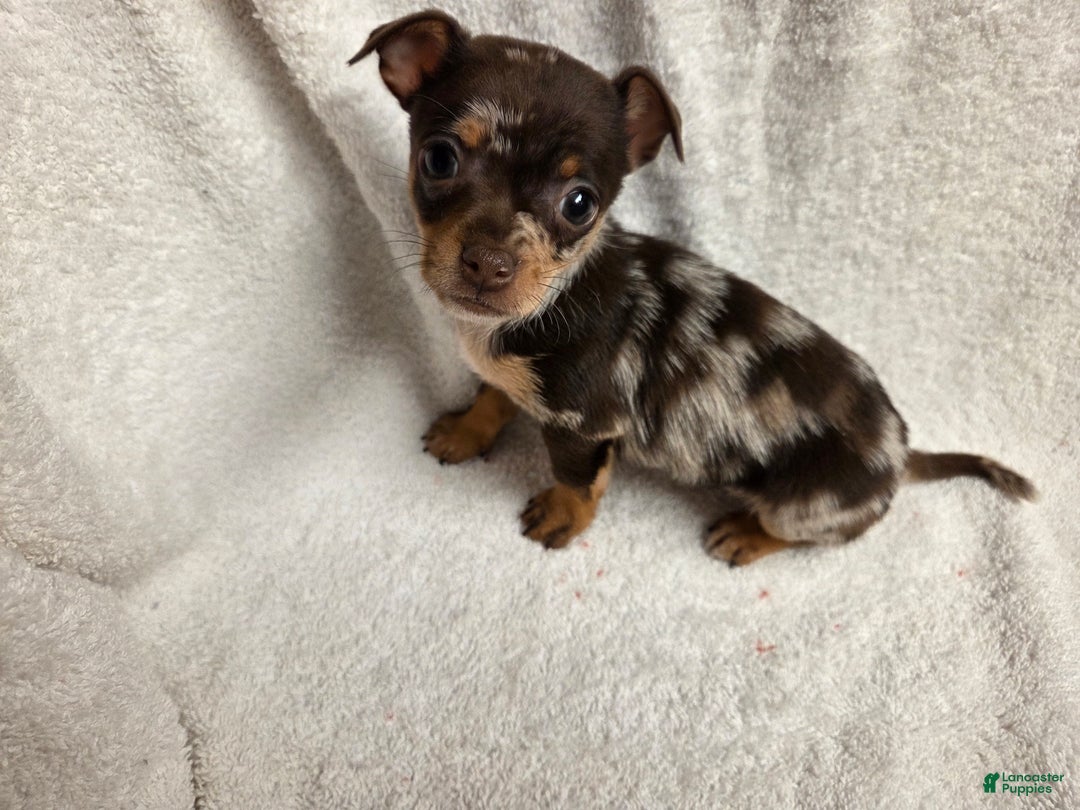 Chihuahua dogs for sale: Chihuahua Puppy 2 - Ad 2