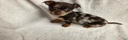 Chihuahua dogs for sale: Chihuahua Puppy 2 - Ad 2