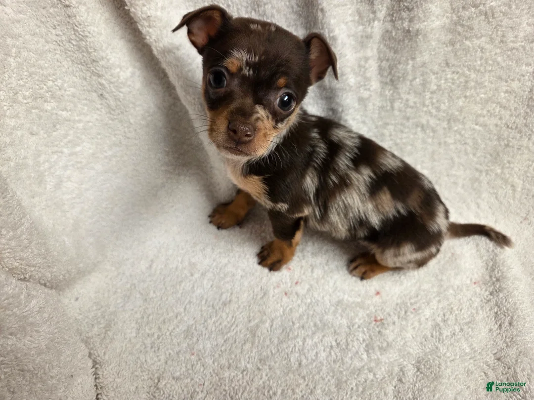 Chihuahua dogs for sale: Chihuahua Puppy 2 - Ad 2