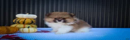 Pomeranian dogs for sale: Marco💙 - Ad 1