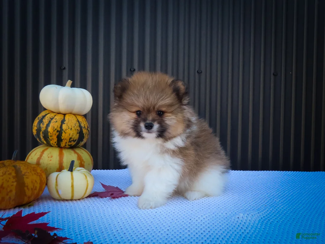 Pomeranian dogs for sale: Marco💙 - Ad 1