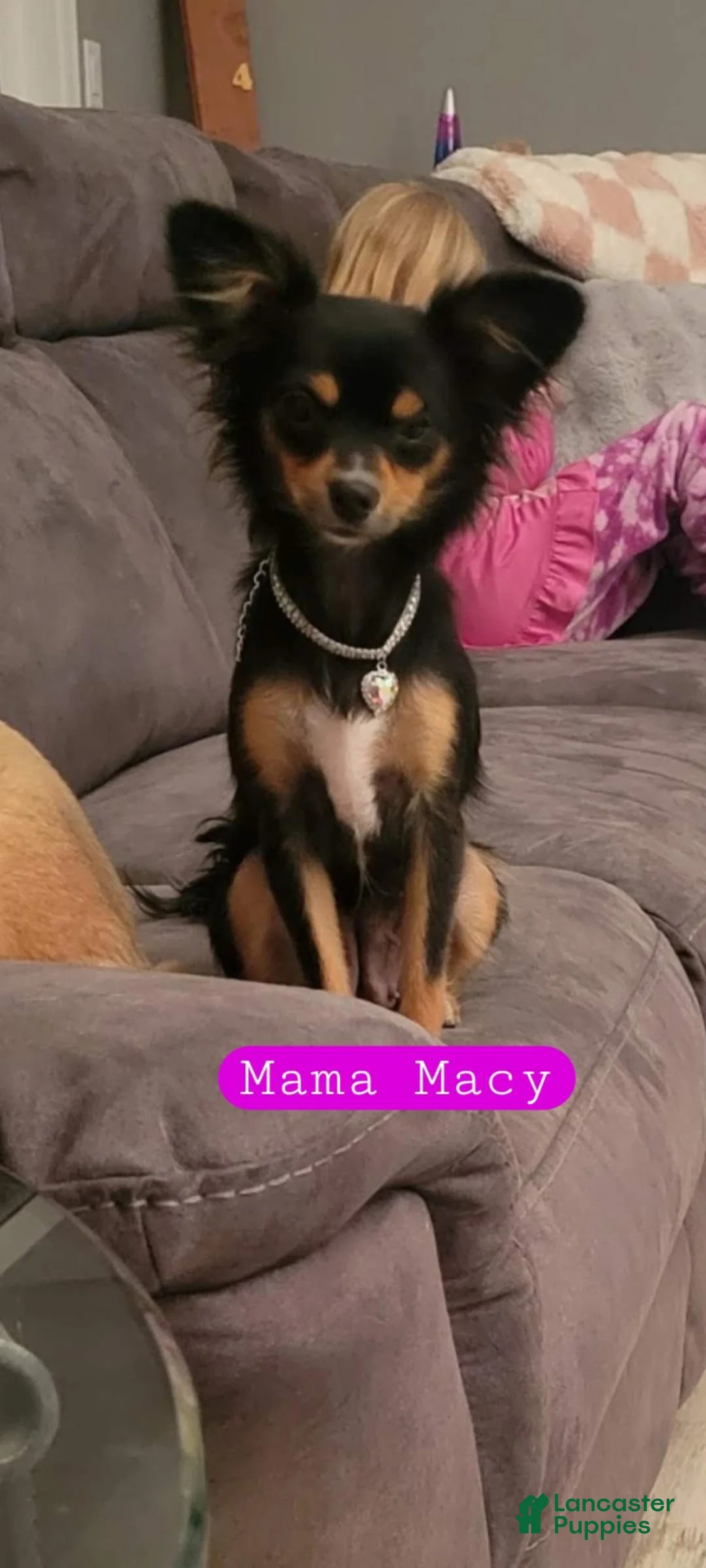 Chihuahua dogs for sale: Snoopy - Ad 2