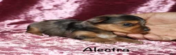 Yorkshire Terrier dogs for sale: Alectra - Ad 2