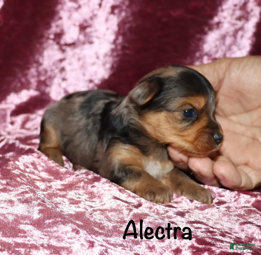 Yorkshire Terrier dogs for sale: Alectra - Ad 2