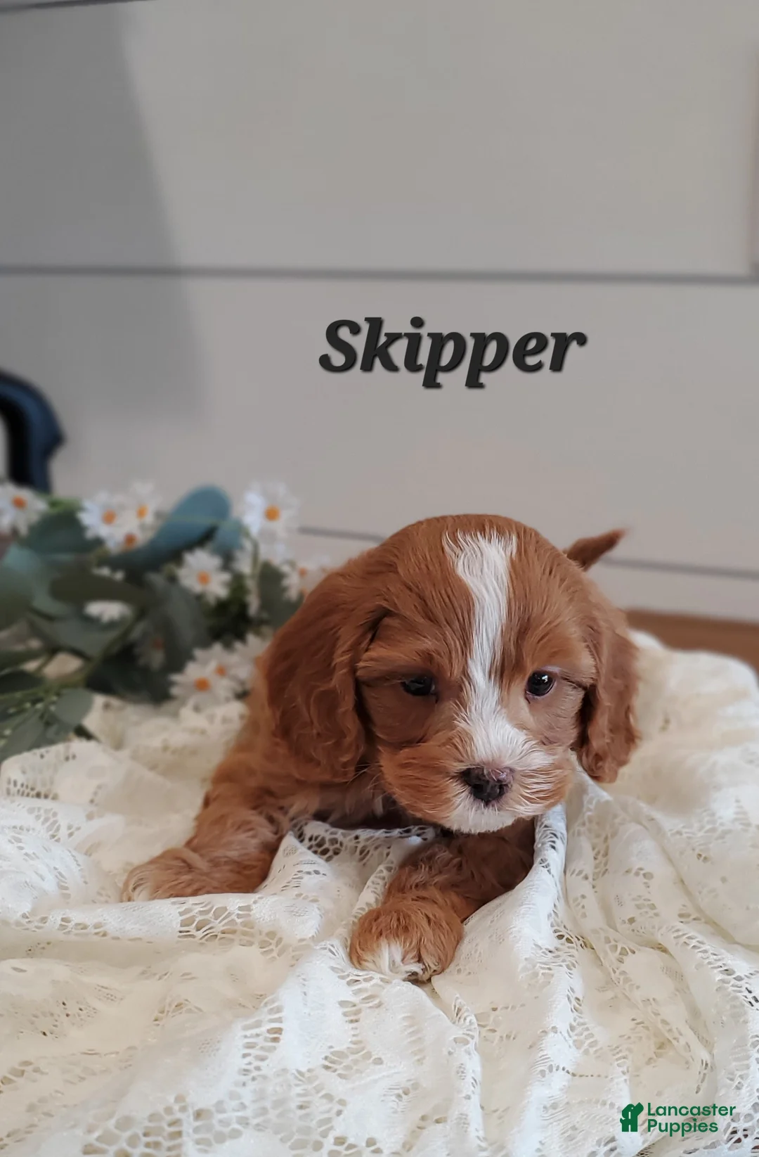Cavapoo dogs for sale: Skipper - Ad 2