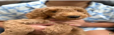 Labradoodle 3