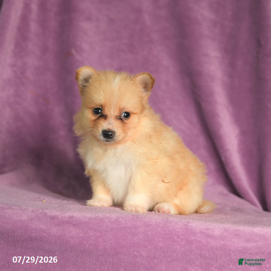 Pomeranian dogs Candy - Ad 2