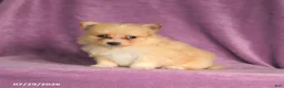 Pomeranian dogs for sale: Candy - Ad 2