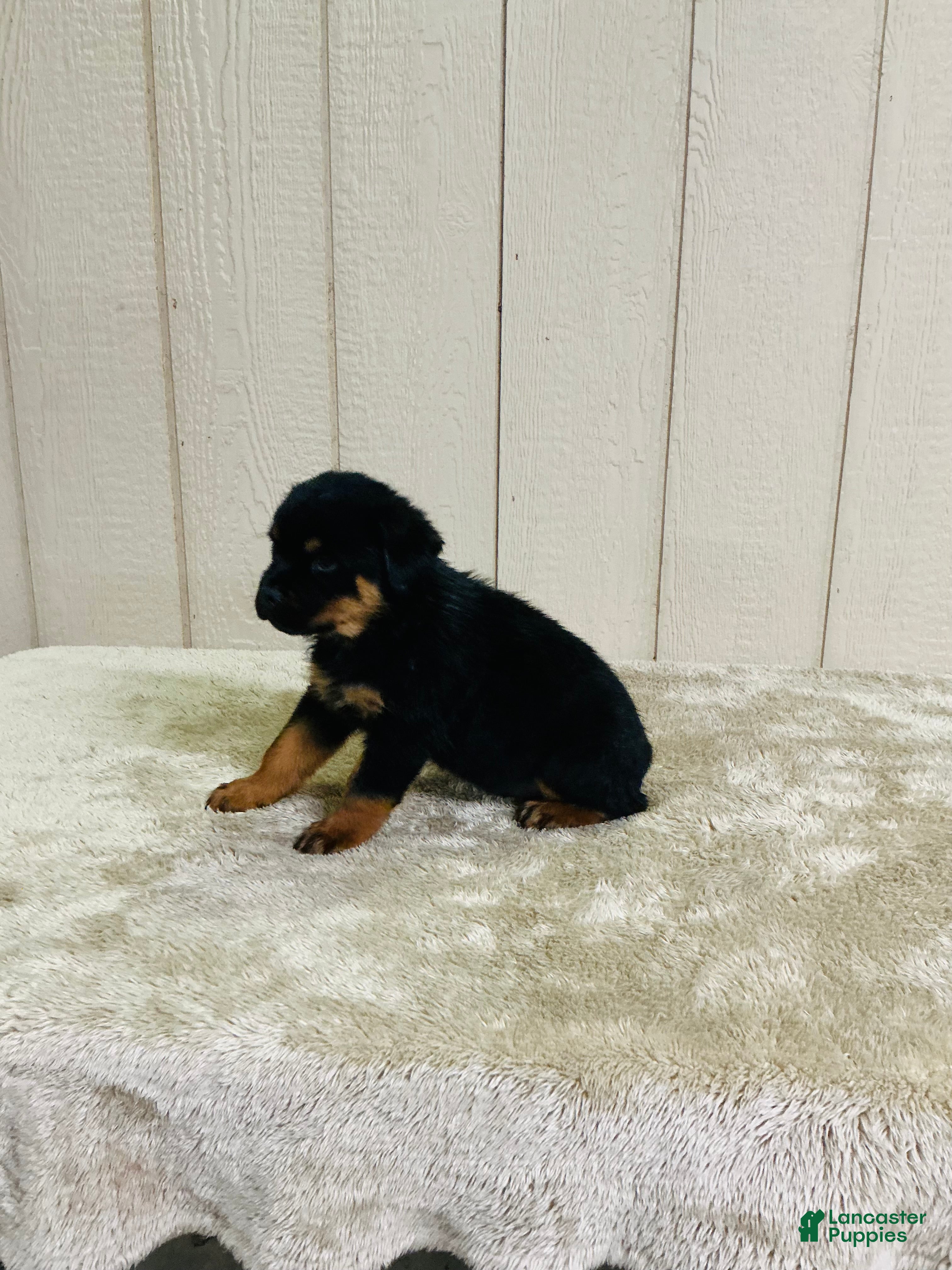 Rottweiler dogs Rottweiler 1 - Ad 2