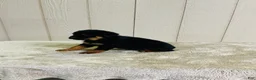 Rottweiler dogs for sale: Rottweiler 1 - Ad 2