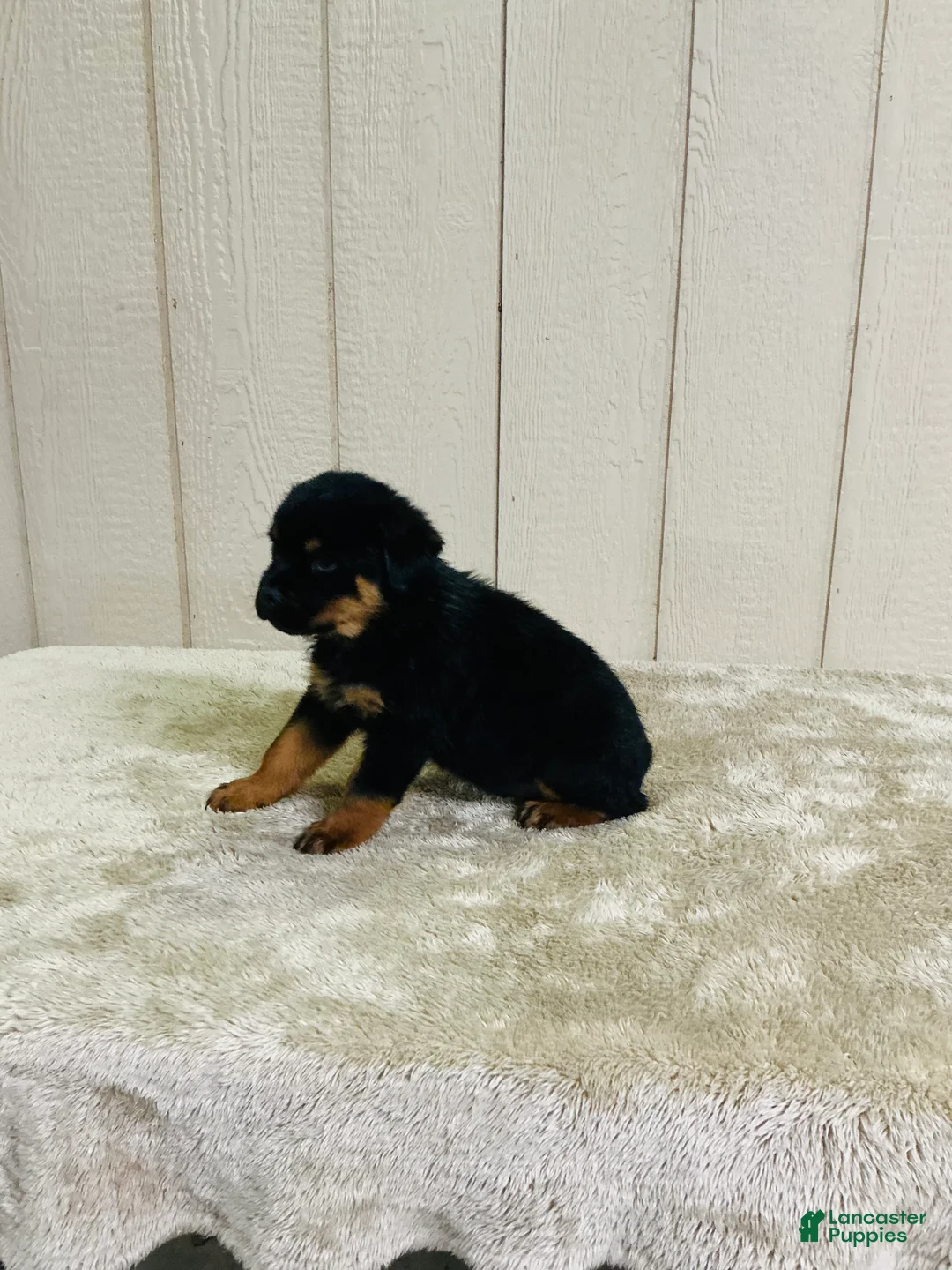Rottweiler dogs for sale: Rottweiler 1 - Ad 2