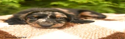 Miniature Dachshund dogs for sale: Gizmo - Ad 3