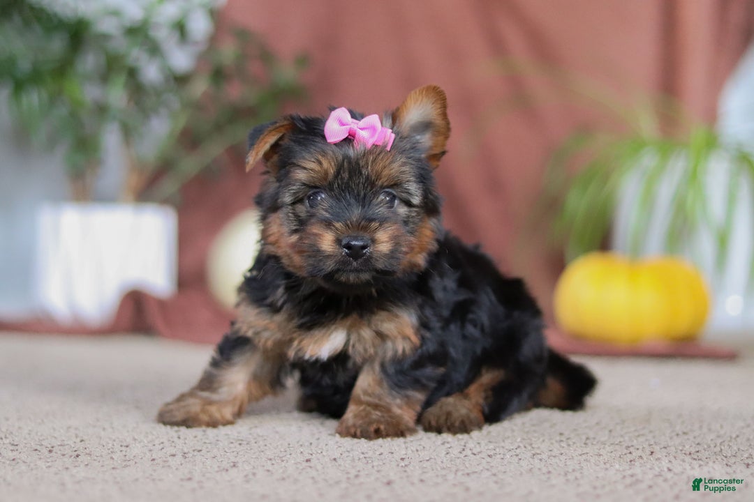 Yorkshire Terrier dogs for sale: Lola - Ad 6