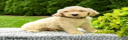 Mini Goldendoodle dogs for sale: Harris - Ad 3