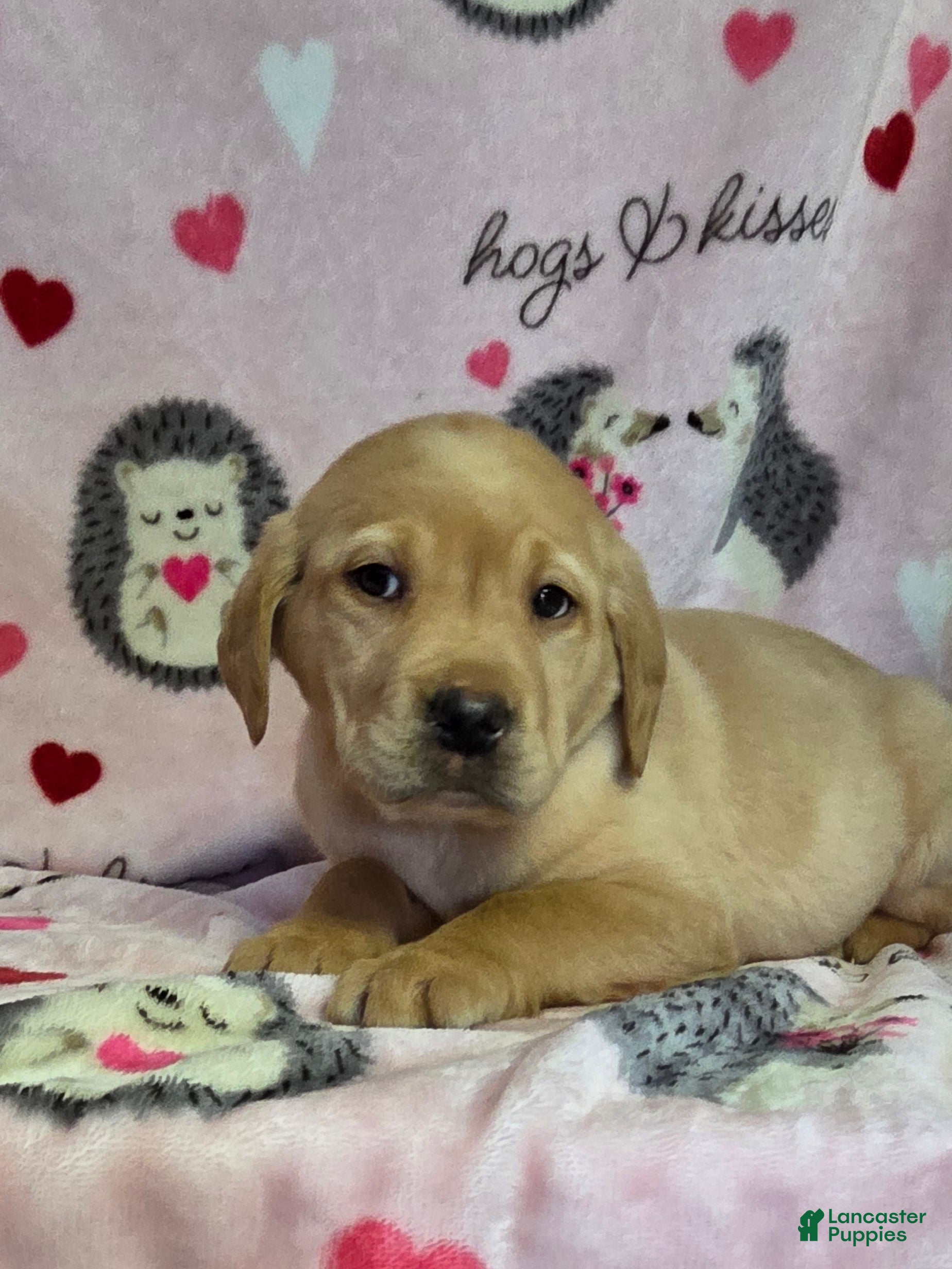 Labrador Retriever dogs Charlie - Ad 2