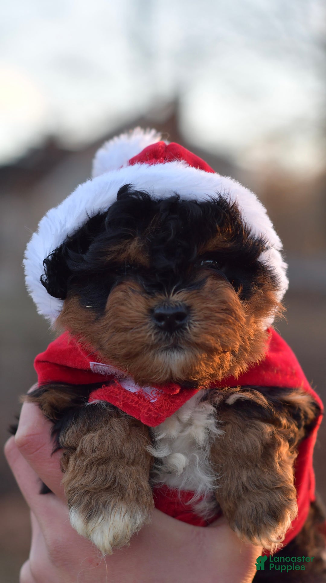 Mini Aussiedoodle dogs for sale: Bear - Ad 16