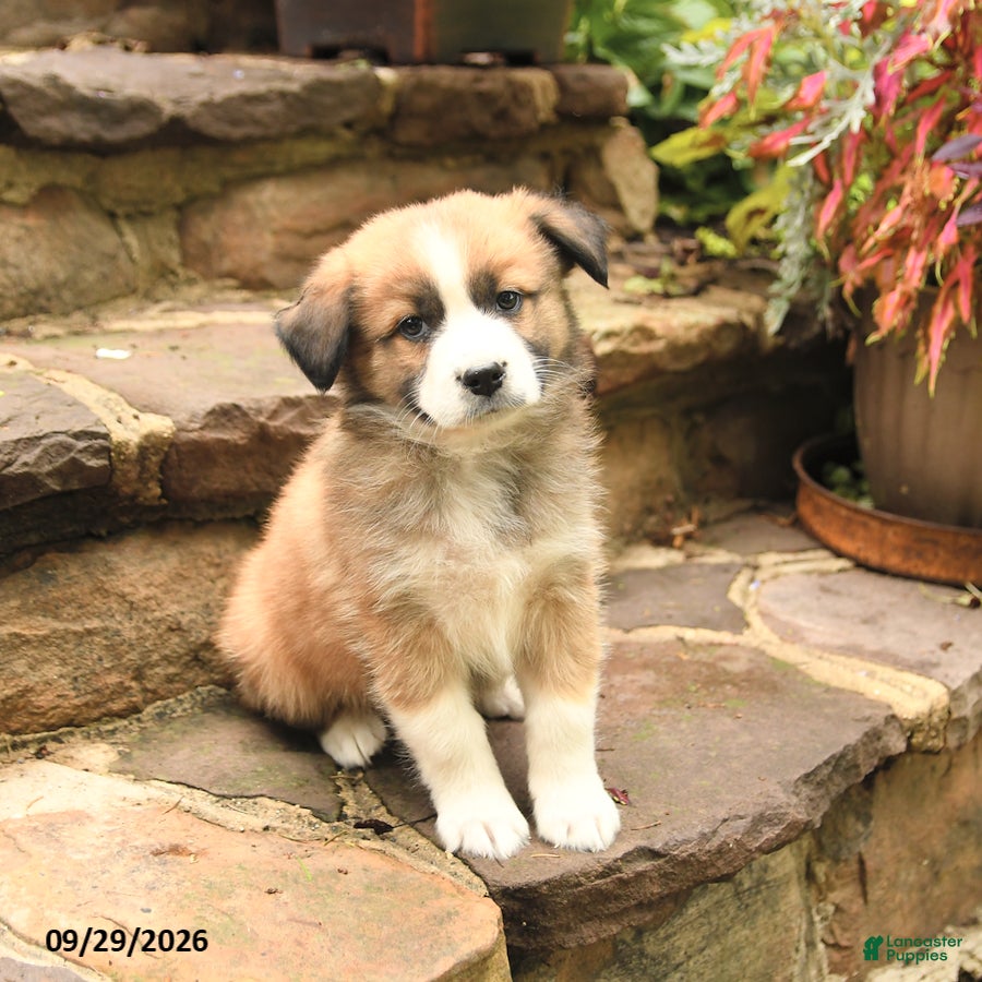 Australian Shepherd dogs Maverick - Ad 2