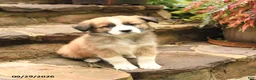Australian Shepherd dogs for sale: Maverick - Ad 2