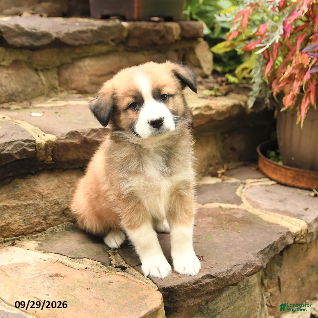 Australian Shepherd dogs for sale: Maverick - Ad 2