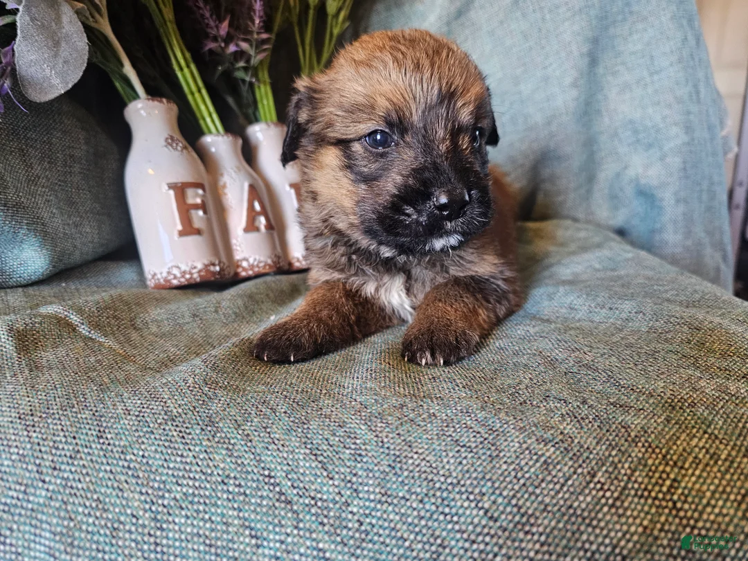 Mixed Breed dogs for sale: Maple - Ad 3