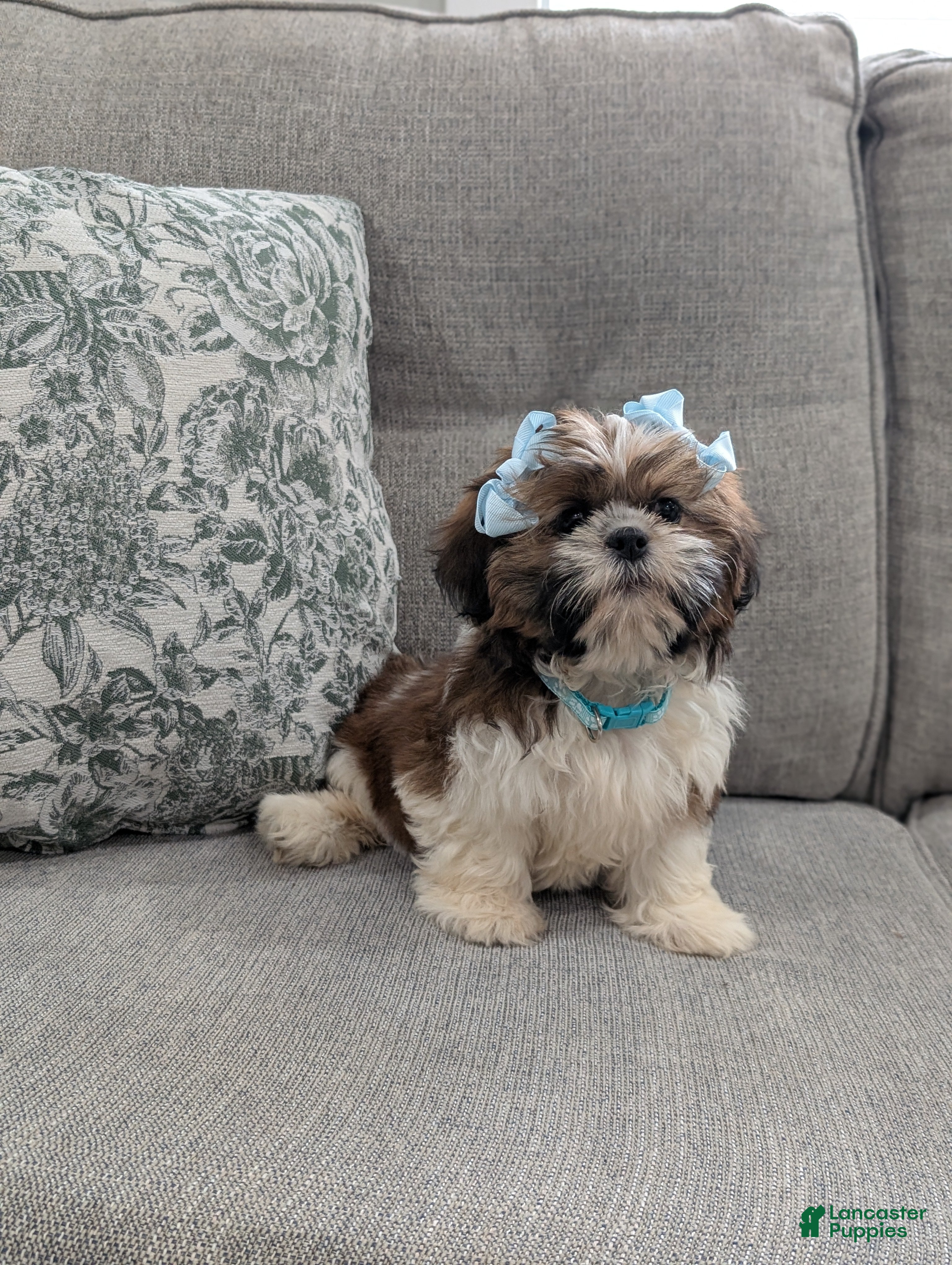 Shih Tzu dogs Faya - Ad 2