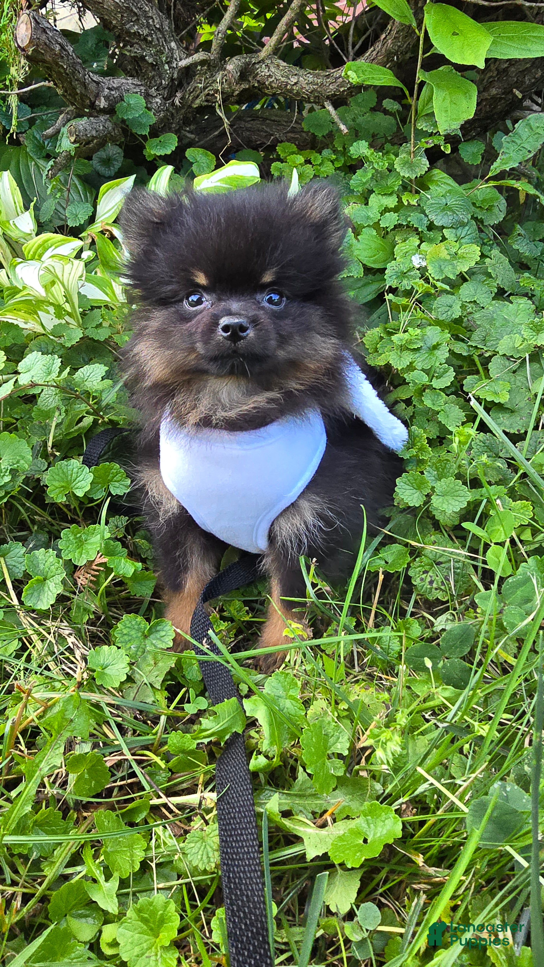 Pomeranian dogs Nano - Ad 1