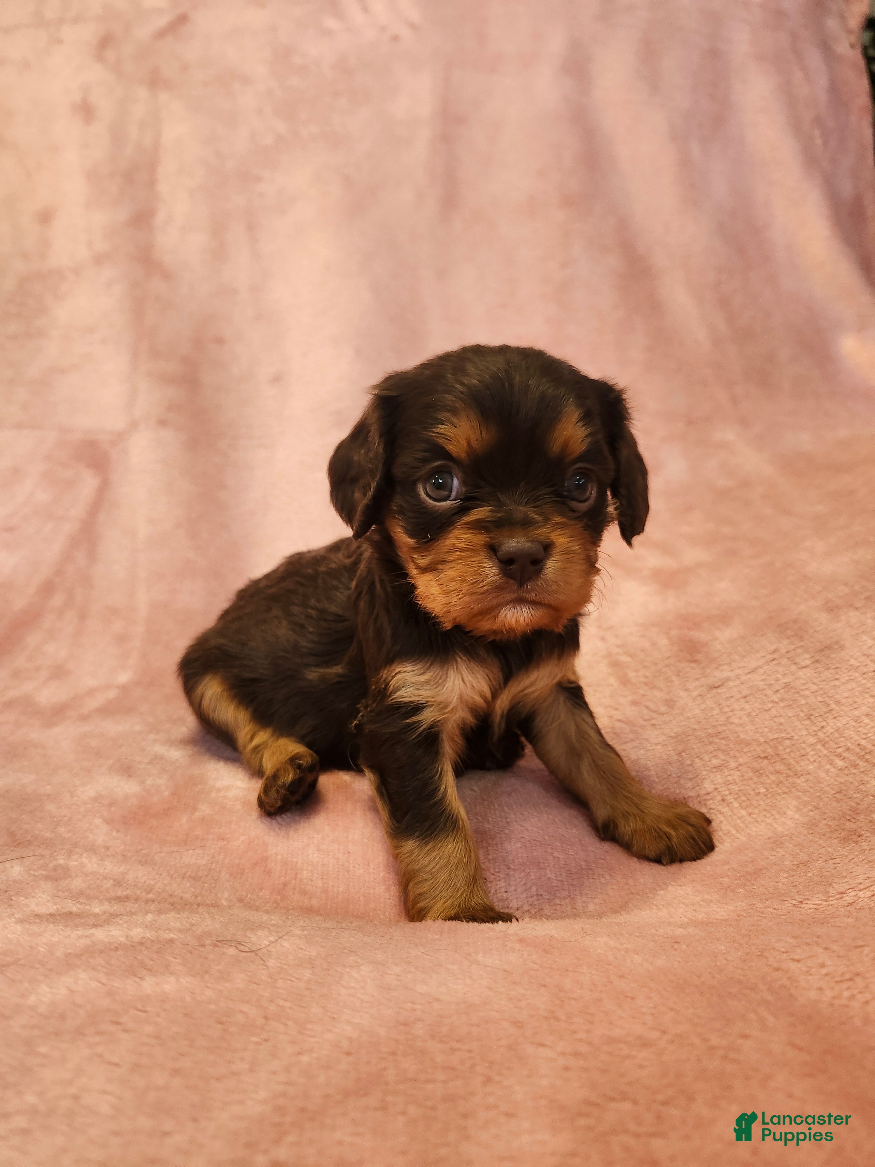 Cavalier King Charles Spaniel dogs Pearl - Ad 2